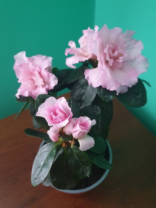 Хомаломена. Комуфляж,  . Апобалліс. Спатифілум. Даймонд. Аглаонема. Аз