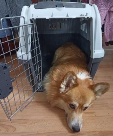 Переноска бокс клетка для собак кошек размеры от №1,2,3,4,5,6,7 АВИА