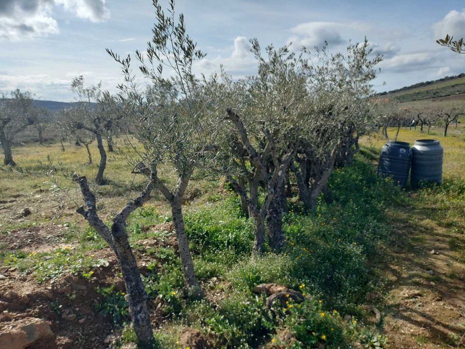 Oliveiras Negrinha de Freixo — Tesouros de 40 Anos por Apenas 45€!