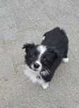 Suczka Border Collie