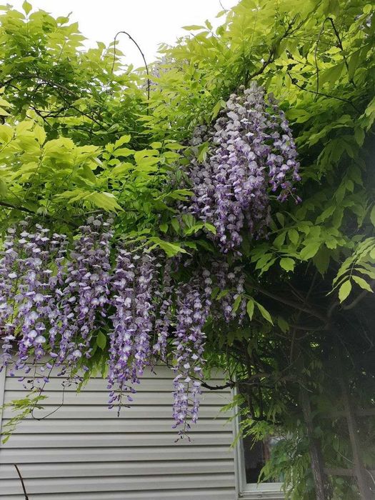 Гліцинія .. яскрава ліана.яка полюбляє сонечко