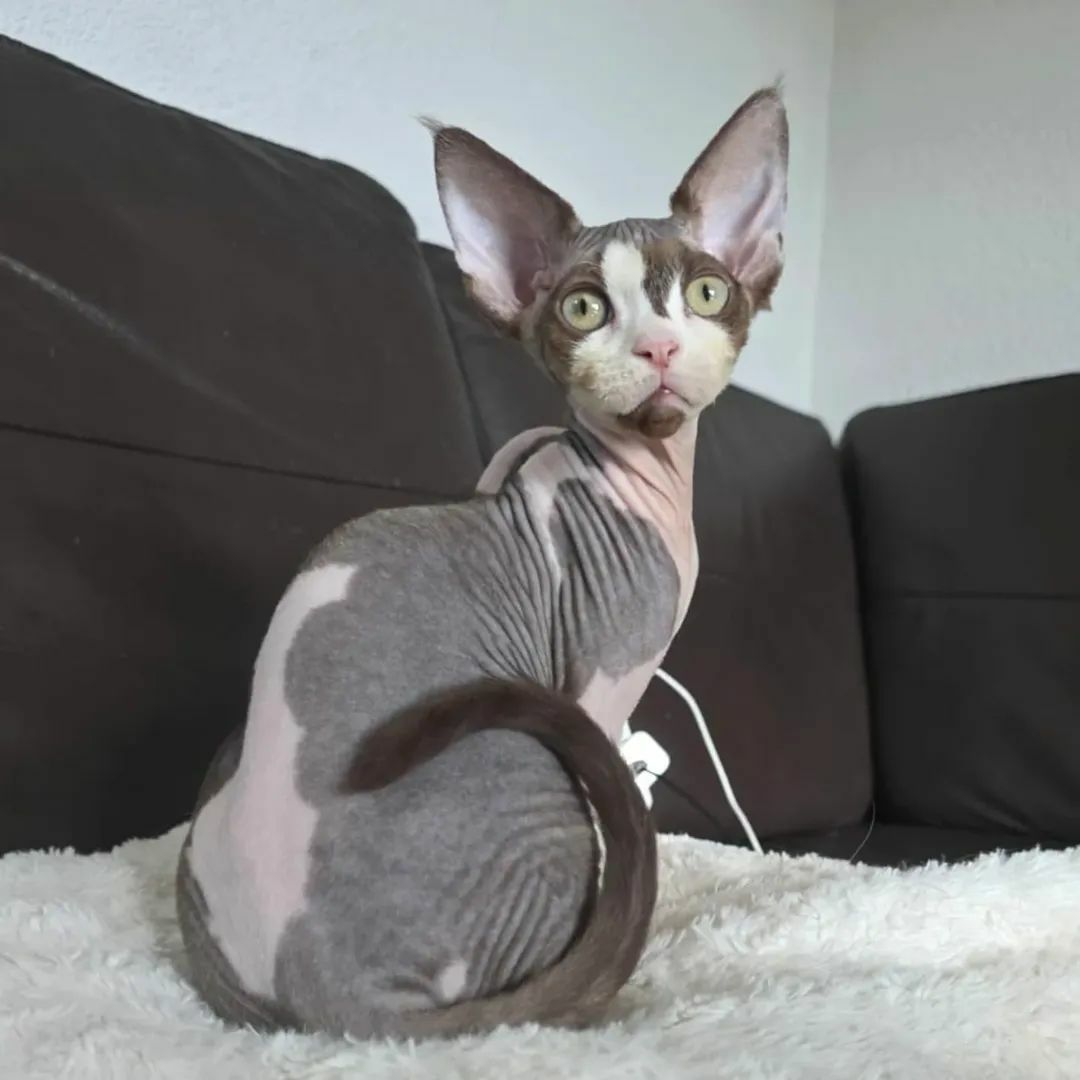 Kocurek Devon Rex