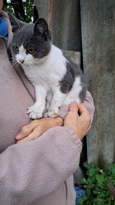 Котик хлопчик шукає дім та родину