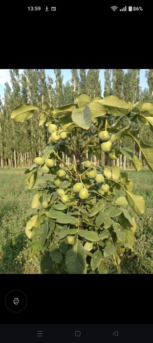 Грецький горіх, саджанці