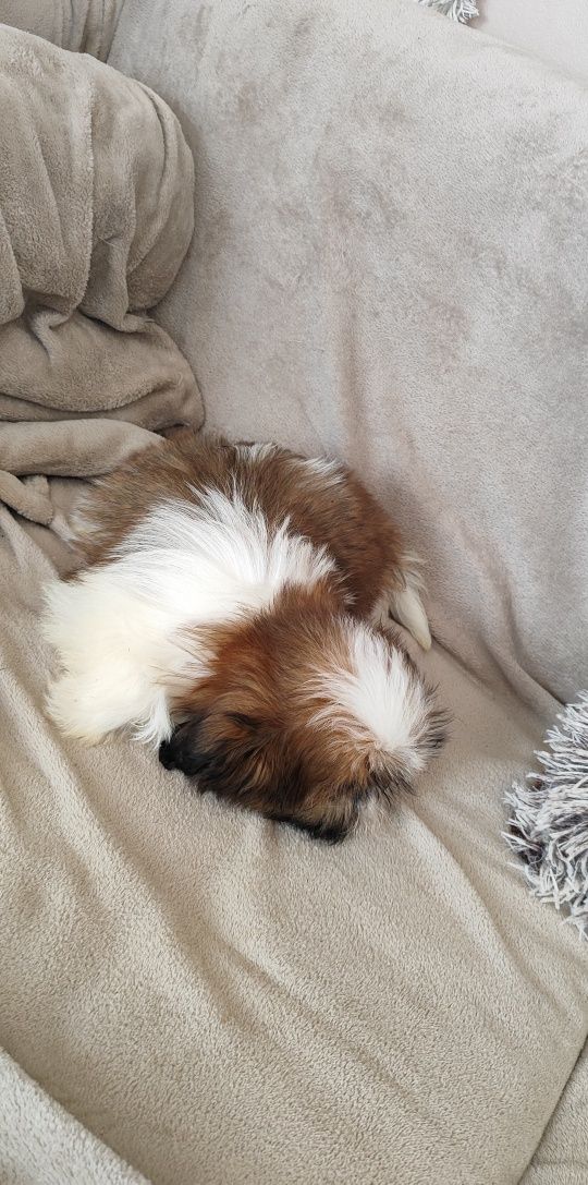 Urocze Szczenięta Shih-Tzu Tricolor  • GOTOWE DO ODBIORU •
