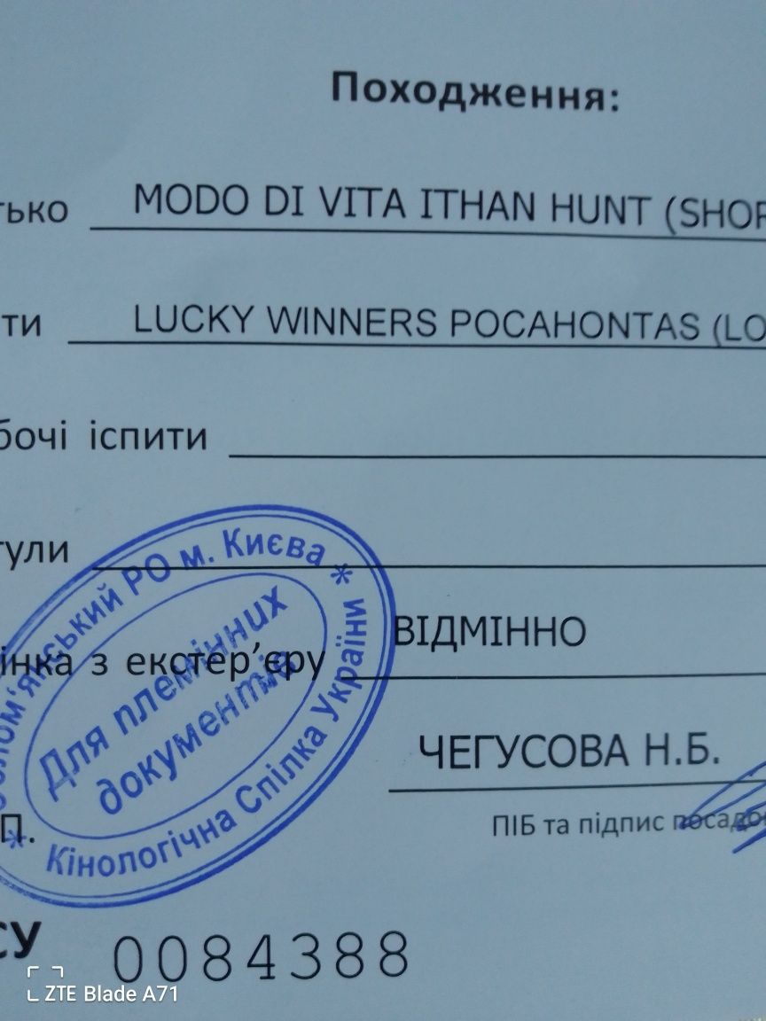 Чихуахуа в'язка кобель екстремальний тип шикарний родовід FCI Київ