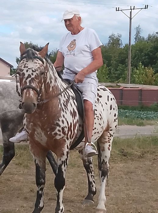 Sprzedam wałacha . .