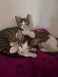 Gatinhas para dar