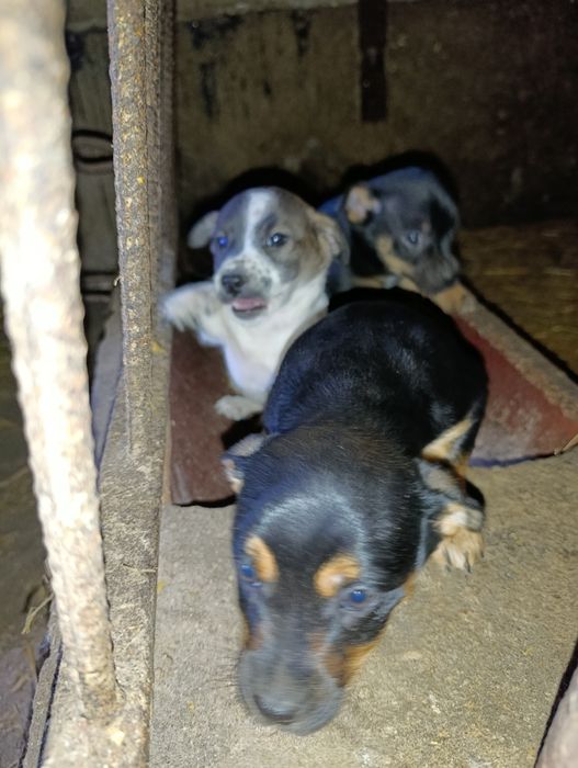 Szczeniaki szukają domu