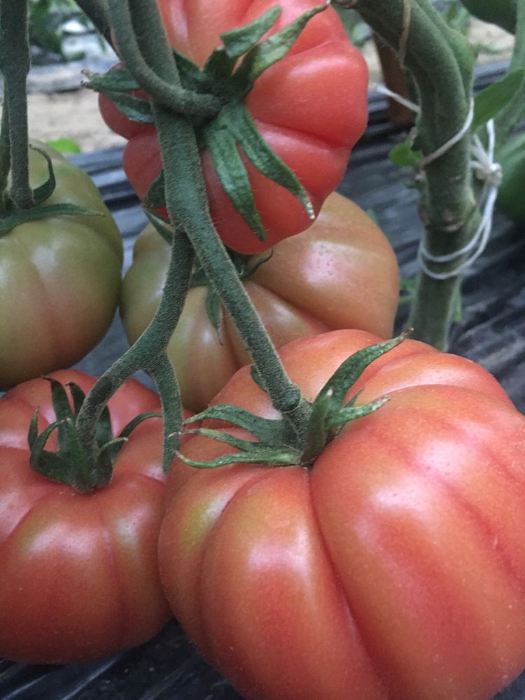 Sadzonka pomidora Rosamunda