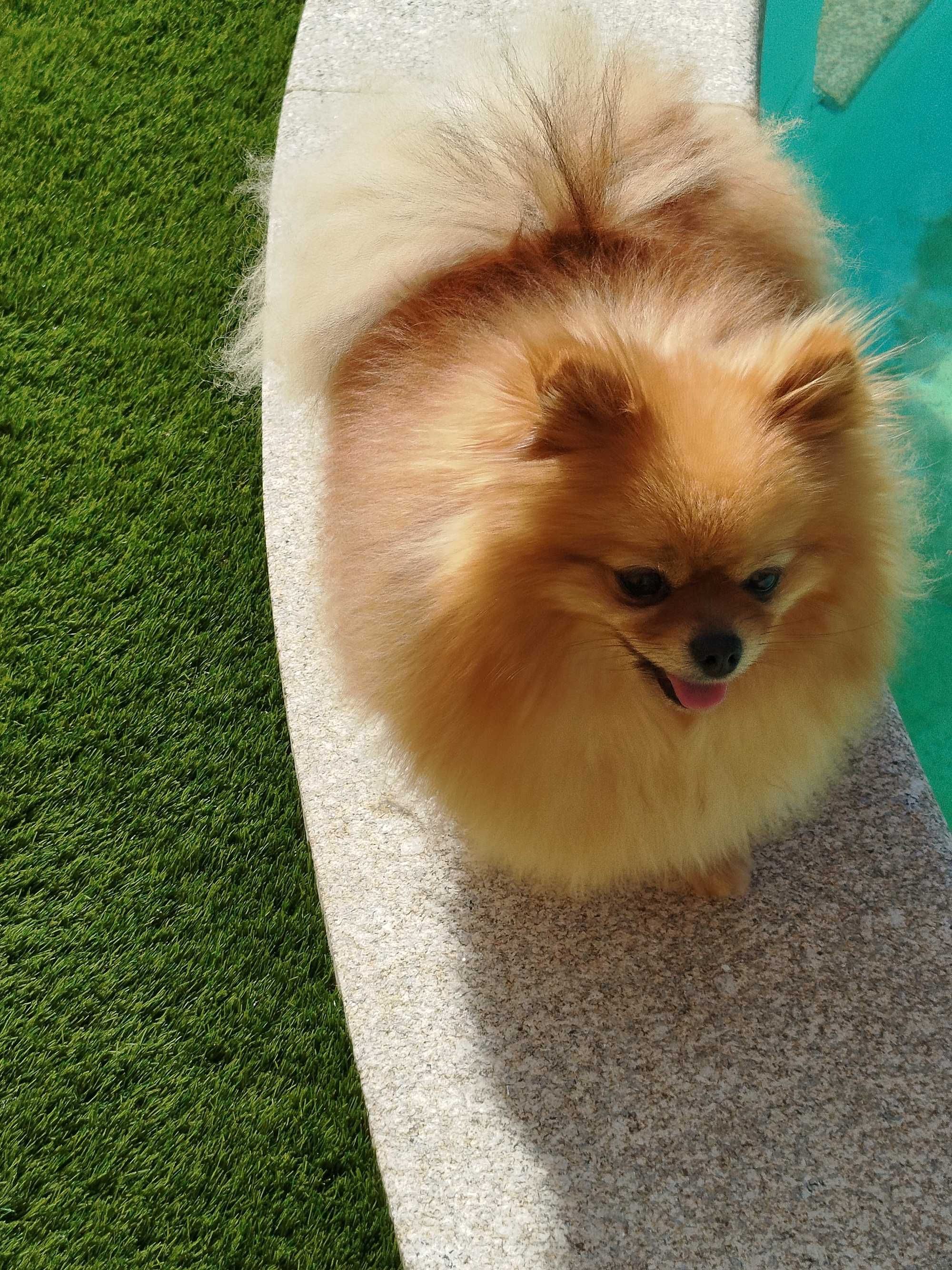 Spitz alemão anão (Fêmea)