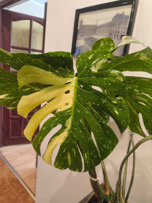 Monstera Thai Constelation