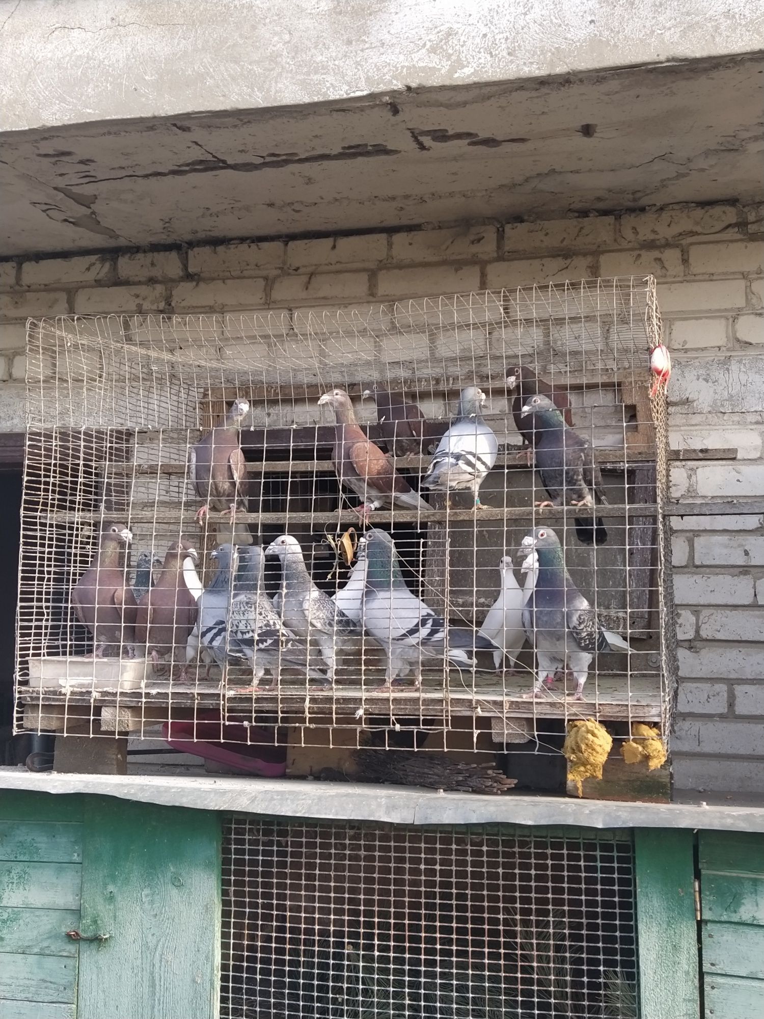 Розпродаж голубів