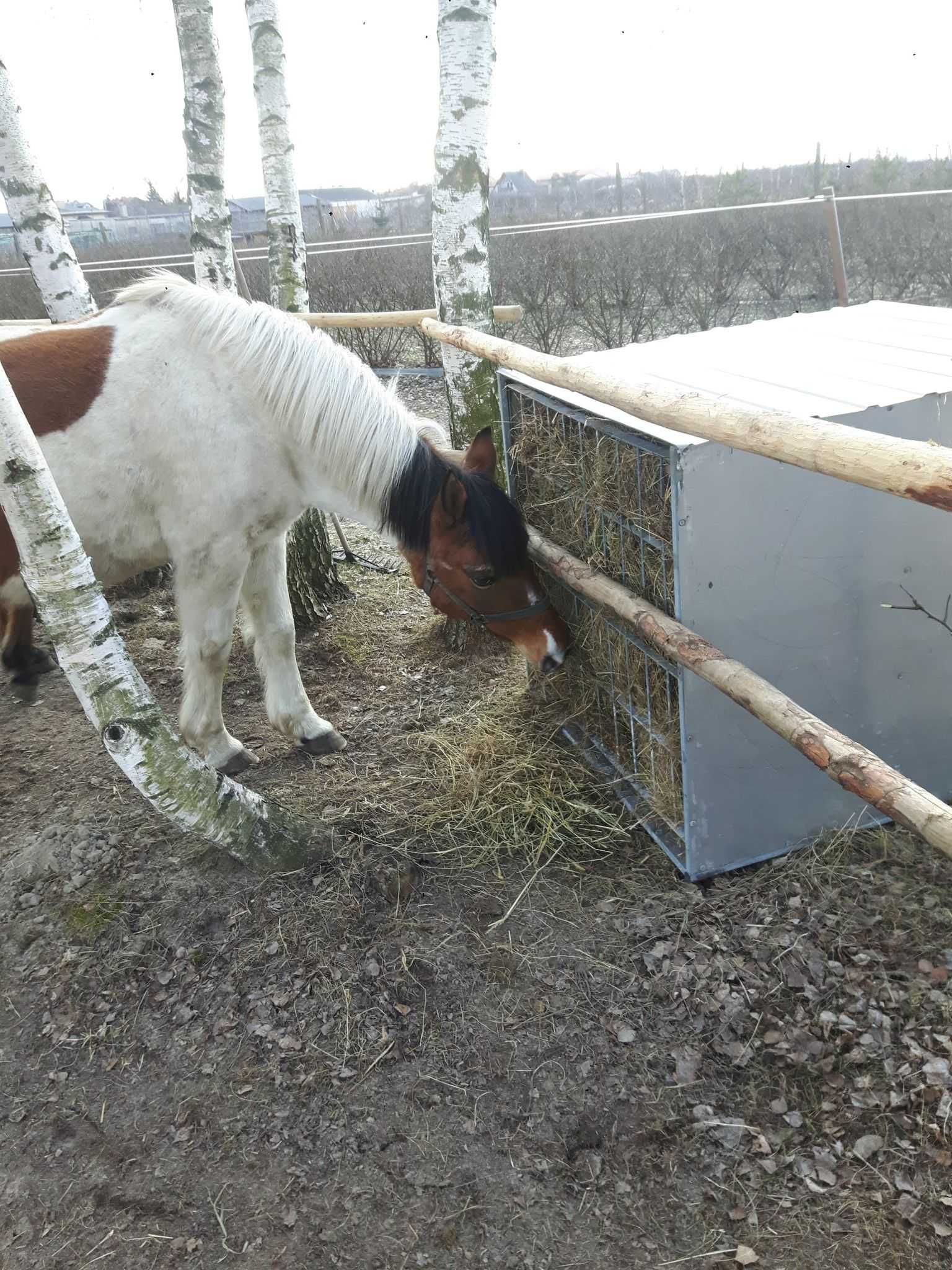 Paśnik dla koni bydła alpak osłów na kostki balota i siano luzem