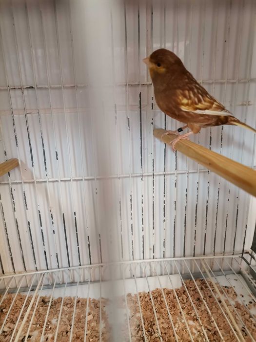 Phaeos amarelos/branco