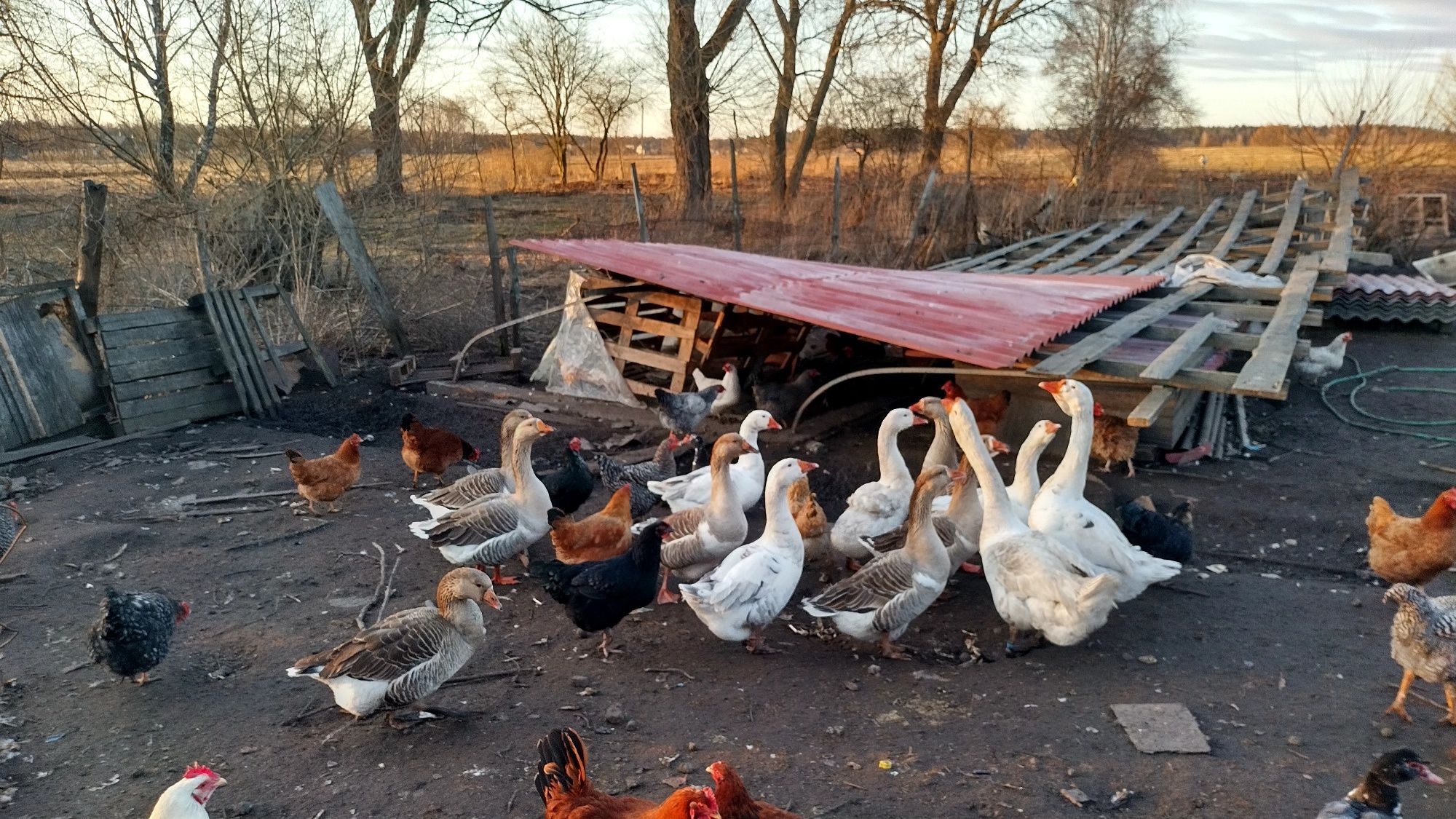 Продам Гусей породы Линда/Индоуток  СРОЧНО ( только самовывоз)