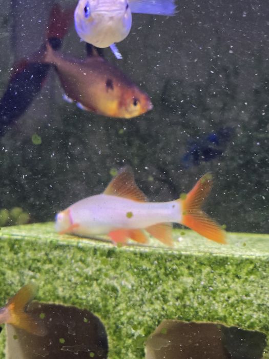 Tubarões bicolor