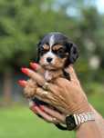 Cavalier king charles spaniel cudne szczeniaki sunia