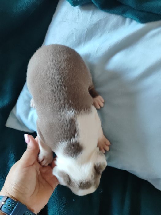 Boston Terrier chłopiec