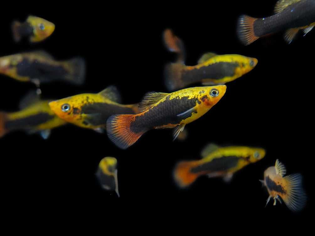 Zmienniak wielobarwny odmiana HAWAII - Xiphophorus variatus - dowóz