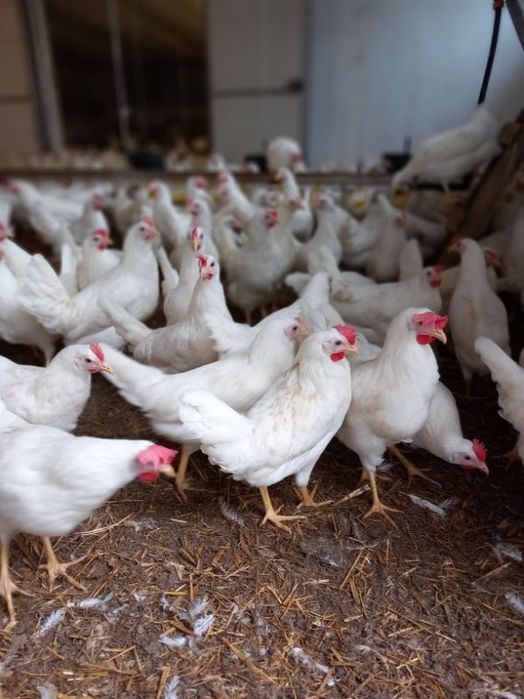 Leghorn 24 tygodnie! Wysyłka od 10 sztuk.