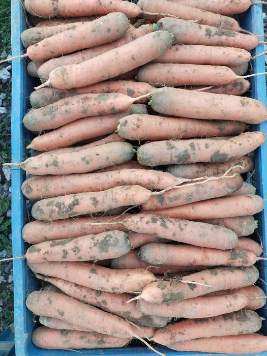 Warzywa z dostawą z własnego gospodarstwa