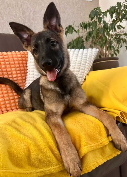 Pokochaj Fraszkę! Sunia do adopcji!