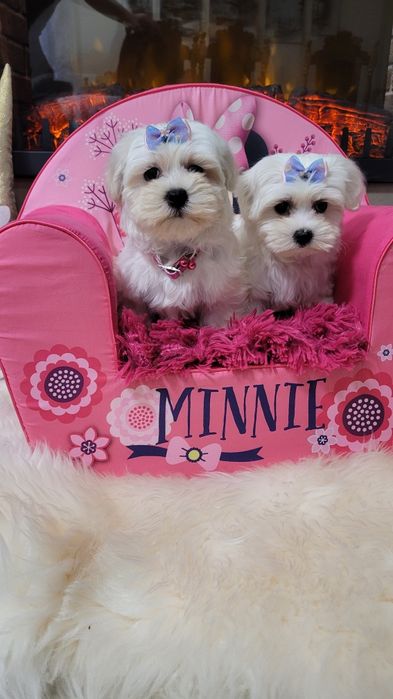 Śliczna suczka maltańczyk z wyprawka