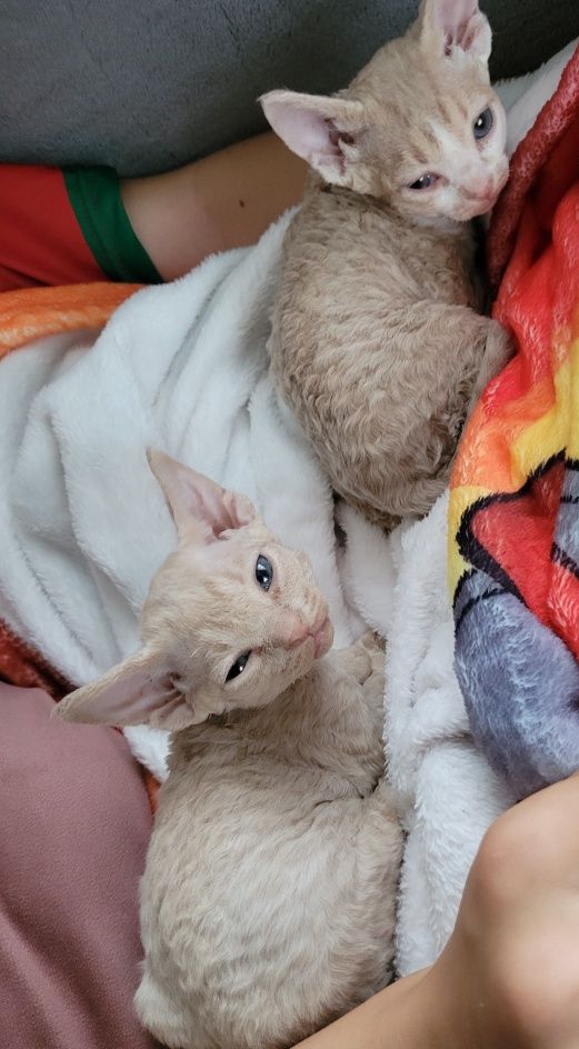 Devon rex liliowy kocurek