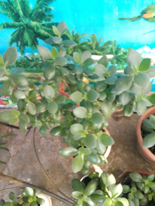 Продам молодые растения  и отростки красулы.