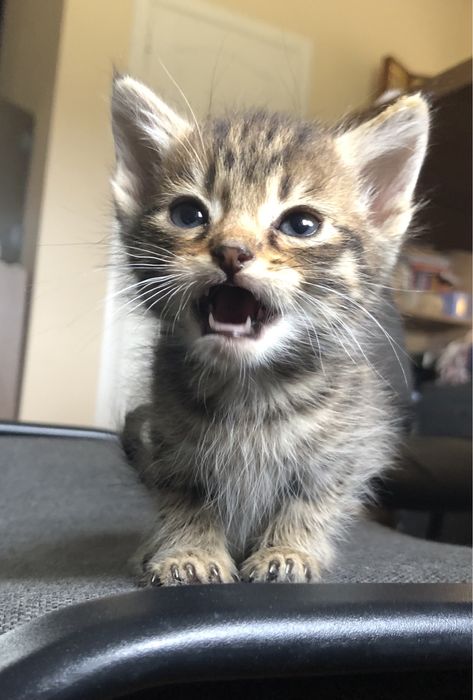 Кошенята шукають сімʼю