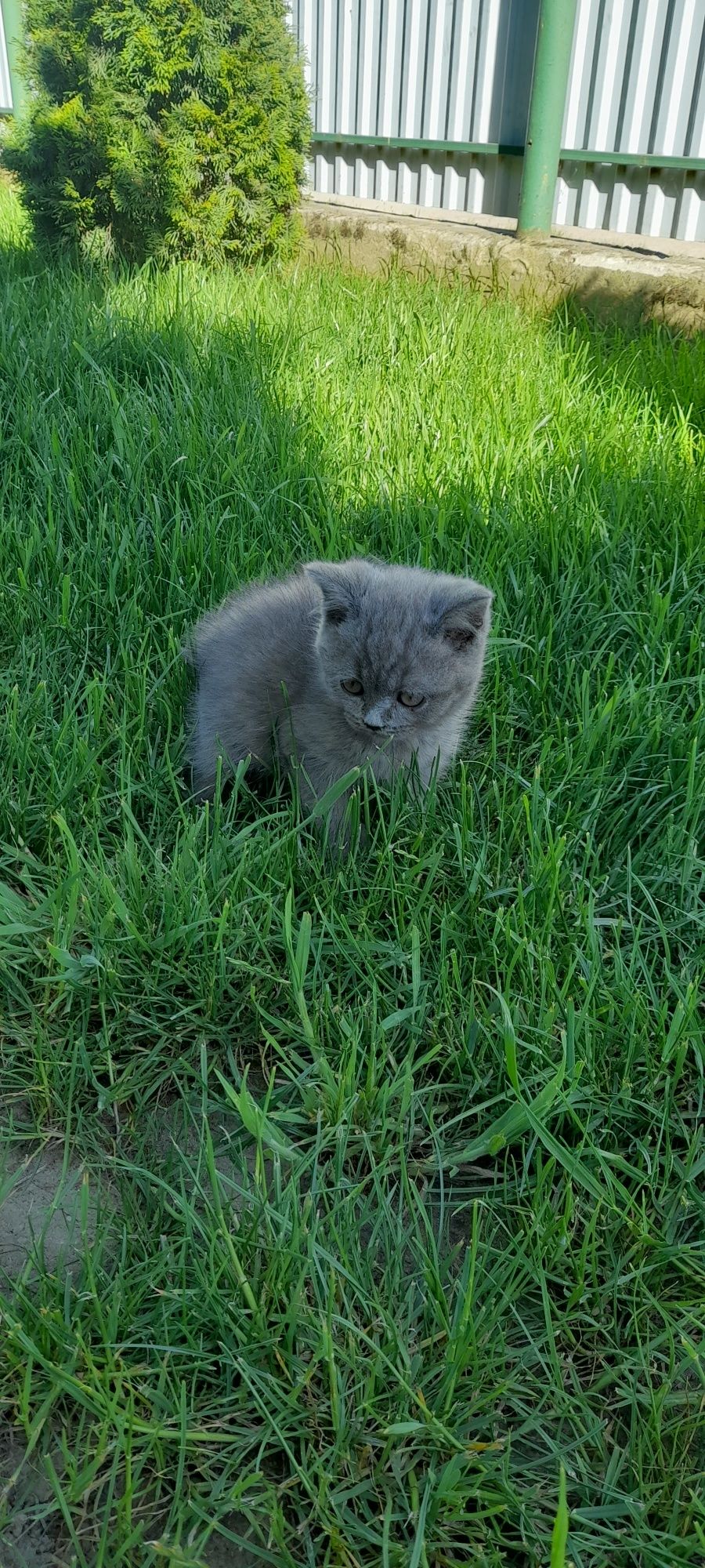 Котята британська