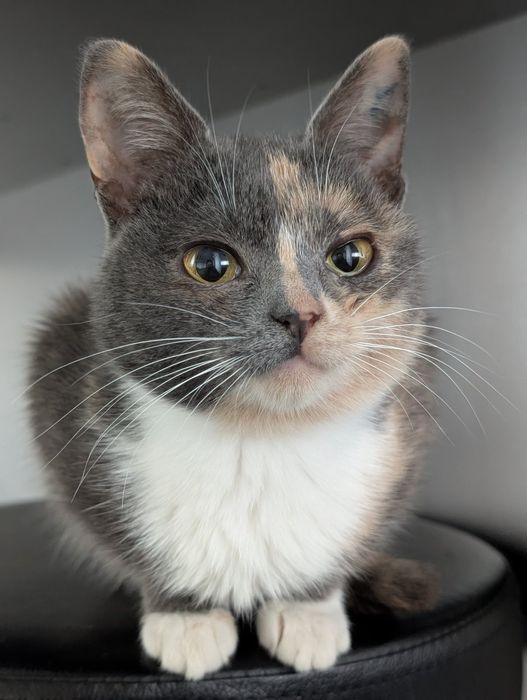 Віддам безкоштовно