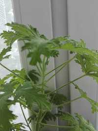 Anginka -Geranium, anginowiec, pelargonia pachnąca,sansewieria