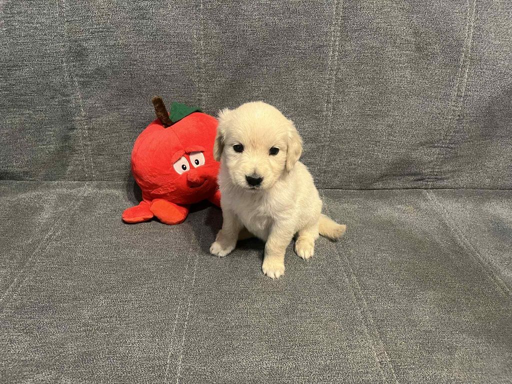 Już do odbioru. Emma suczka Golden Retriever.