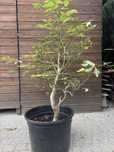Pre bonsai buk