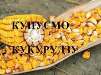 Кукурудза, база кукурудза