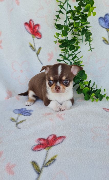 Excelente chocolatinha Chihuahua/Chiuaua mini,Linhagem Russa,Qualidade