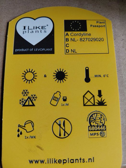 Kordylina, Cordyline 'In Peko' 80cm WYSYŁKA