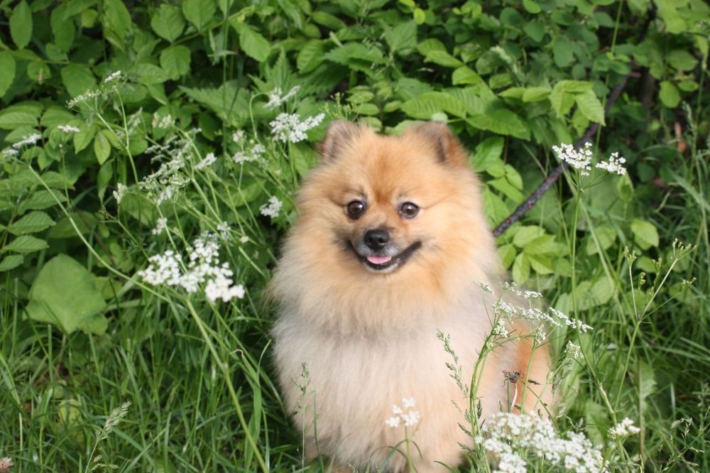 Померанський шпіц