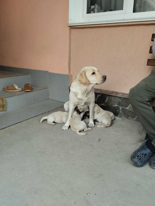 Цуценята лабрадора шукають люблячі родини