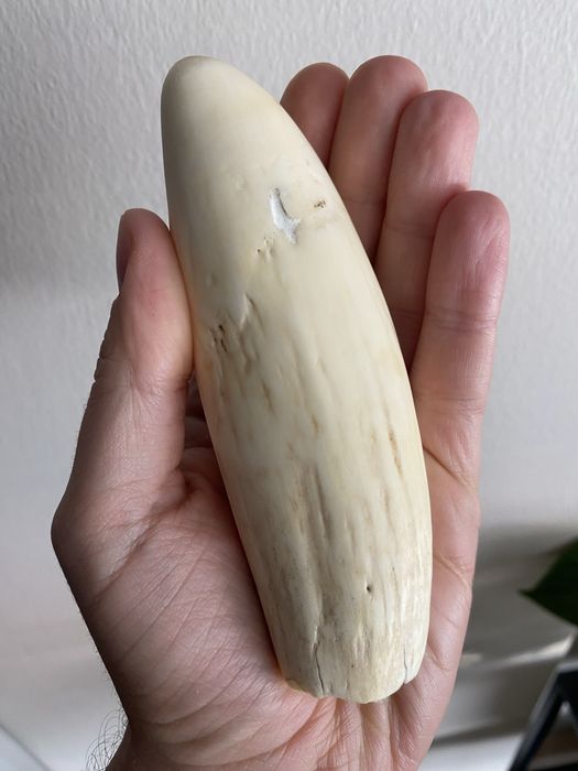 Dente cachalote antigo
