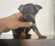 Pinscher magnifico menino