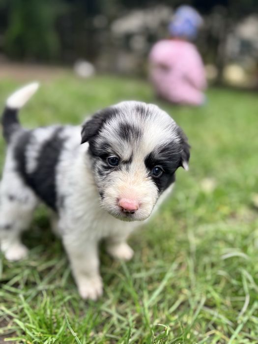 Border Collie- suczka
