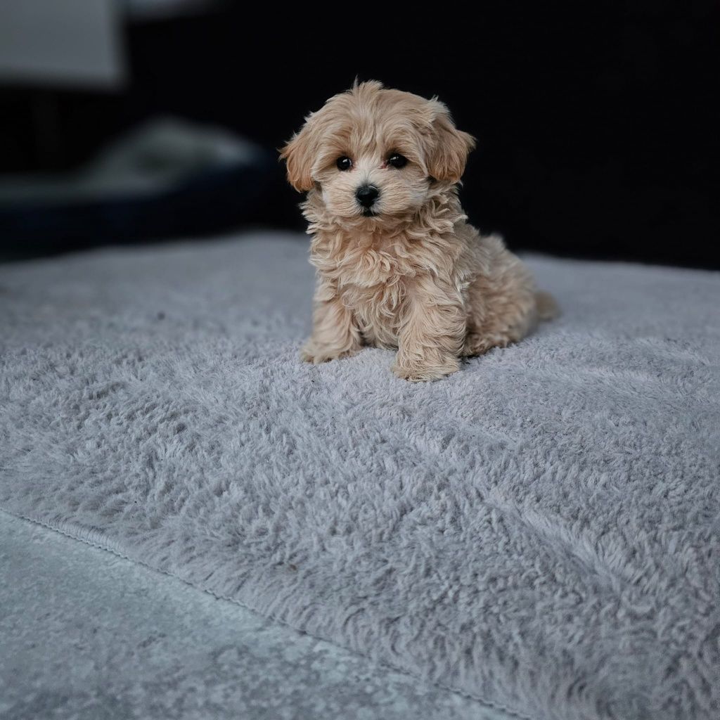 Najśliczniejszy Chłopczyk Maltipoo