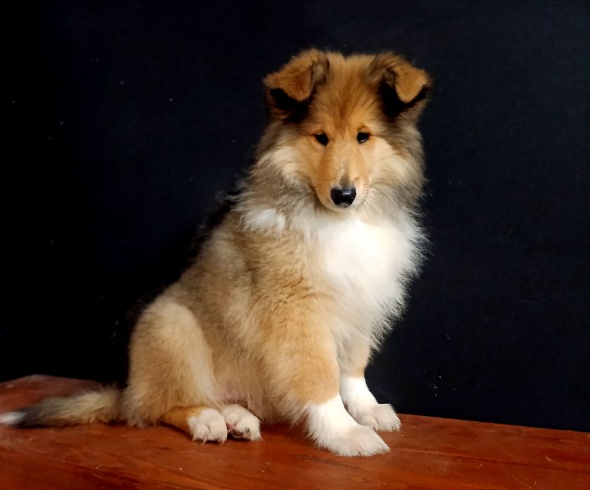 Owczarek szkocki długowłosy FCI