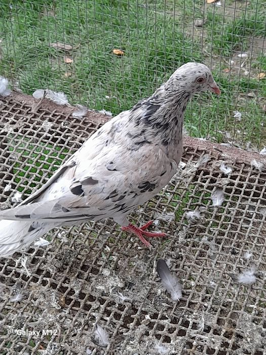 Gołębie pocztowe opal reduced gimel frill rubella tygrysy pensil