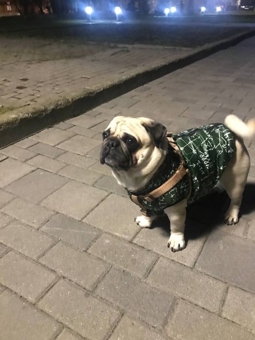 Достойный кобель для вязки  Мопс