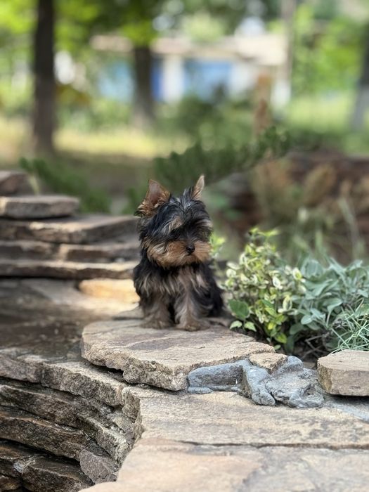 Міні йорк дівчинка