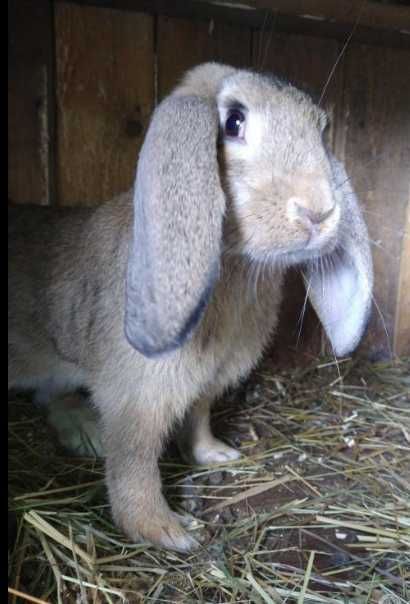 Продаються кролі домашні породи Французький баран